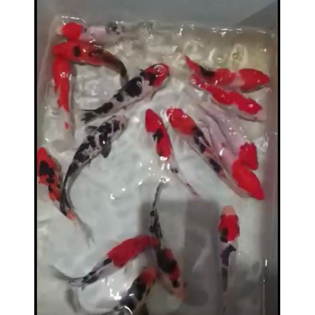 __ (Bandung) ikan koi size 13-15cm asli Blitar