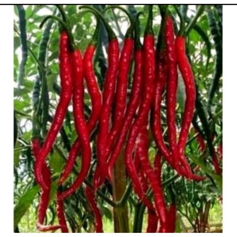 Ready  300+ Benih Cabe Merah Kriting F1 Super Buah Lebat