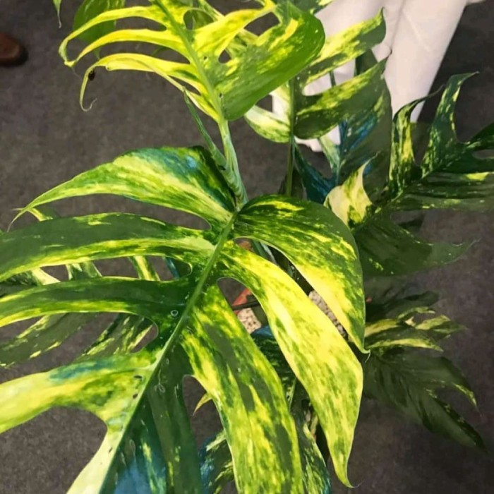 Tanaman Hias Epipremnum Kujang - Epipremnum Yellow Flame - F1