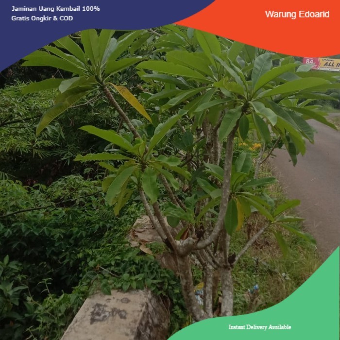 Pohon Kamboja Kuning - Tanaman Kamboja Bunga Kuning