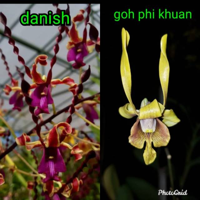 Tanaman seedling anggrek dendrobium danish dan goh pi khuan