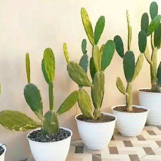 Murah Tanaman Kaktus Centong Besar