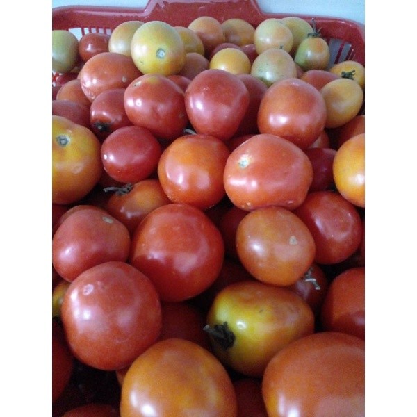 

Tomat 500gr/tomat hijau BRKAH