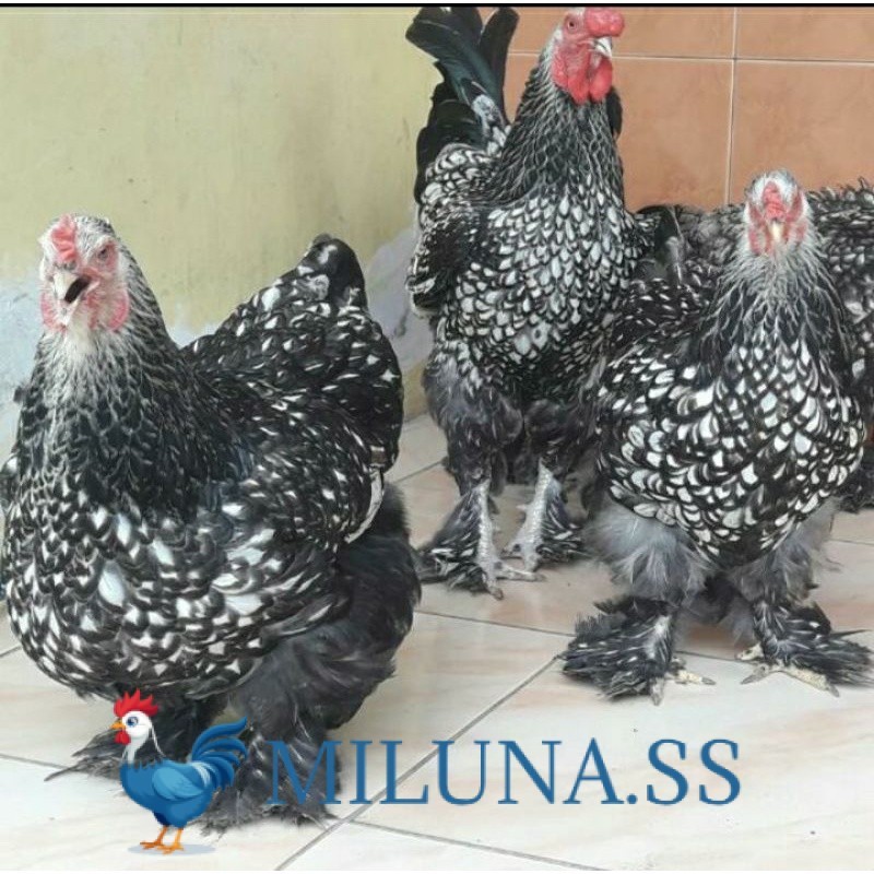 

TELUR AYAM TETAS FERTIL HIAS BRAHMA SILVER LACED UNTUK DI TETASKAN