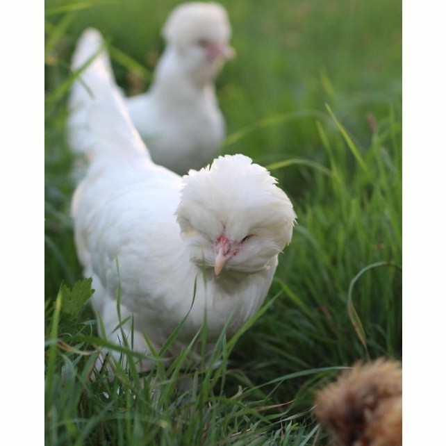 

Fertil Telur ayam hias sultan fertil untuk ditetaskan Langsung