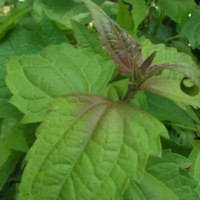 

100gr DAUN BALAKACIDA segar DAUN HERBAL DAUN KOPSANDA kanker serviks