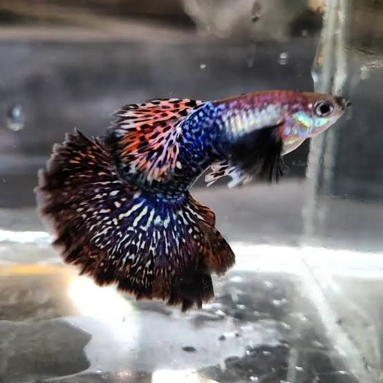 Indukan Guppy Dark Dragon Big Ear - Sepasang
