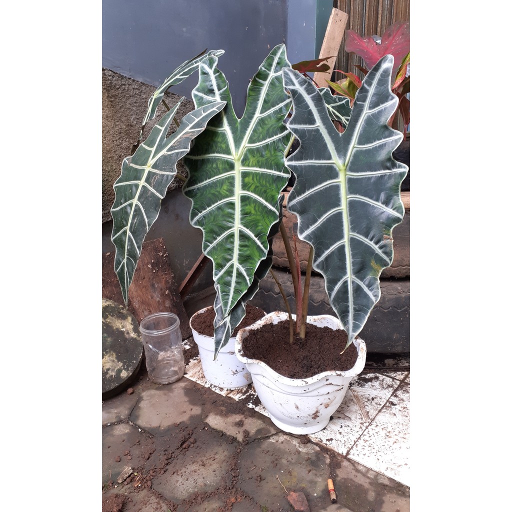 Keladi amazon ( lumbu tengkorak)