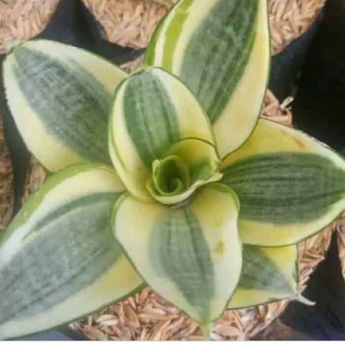 Tanaman hias sensivera mini golden hany - sensivera golden Hani