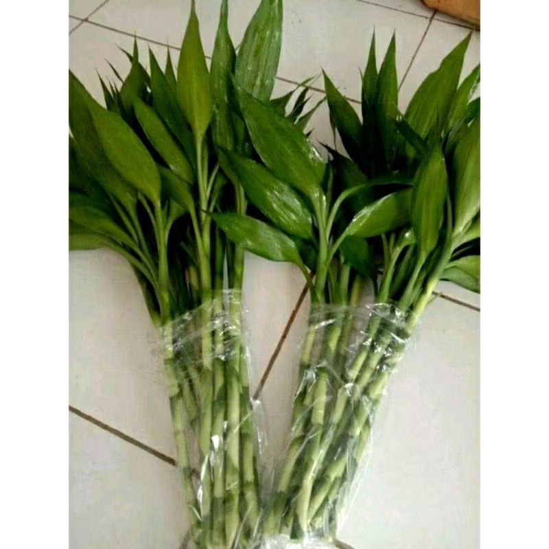 Bambu Hoki - Bambu cina sri rejeki