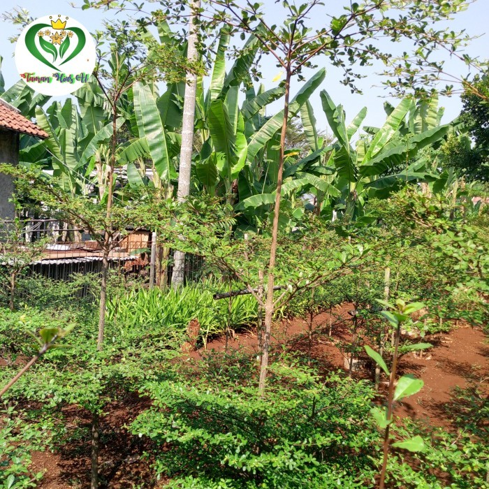 Tanaman hias ketapang kencana 2m