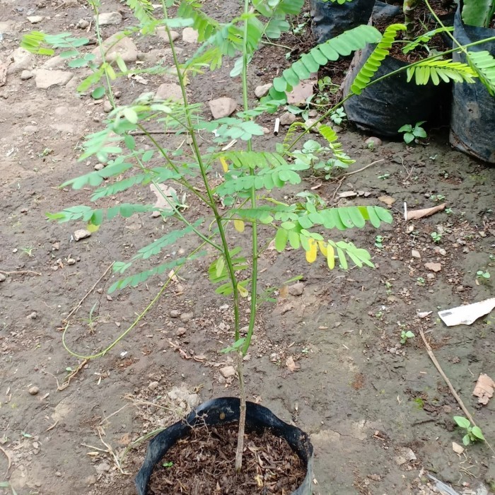 Bibit Daun Saga - Pohon Tanaman Saga Rambat - Daun Herbal