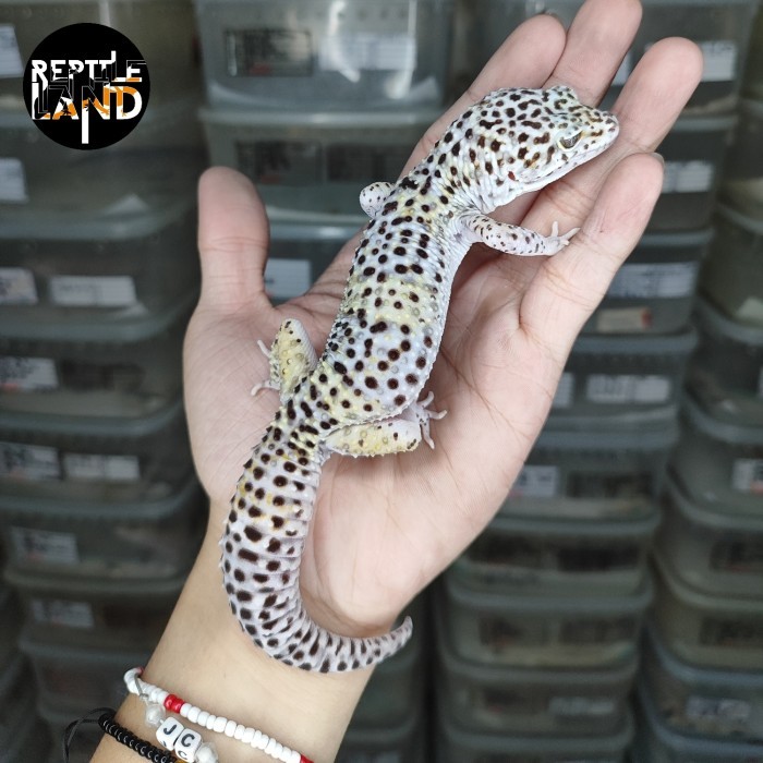 SALE -Leopard gecko sunglow shtct Tangerine enigma Promo adult male pilihan