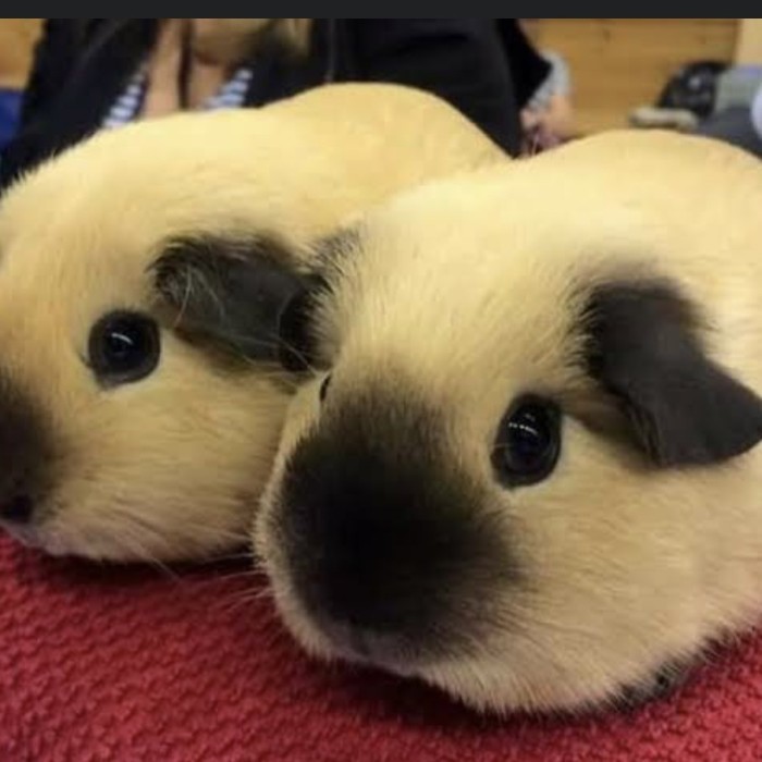 SALE -guinea pig california