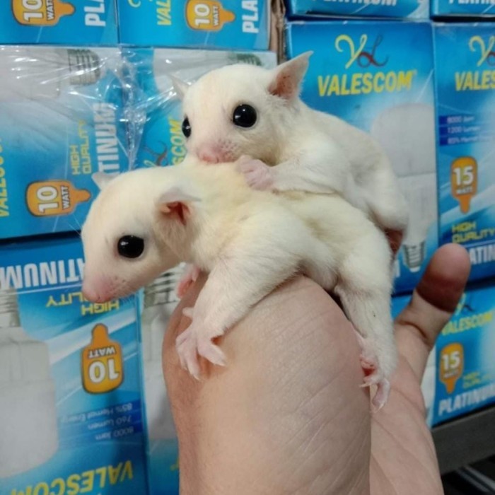 SALE -sugar glider leucistic
