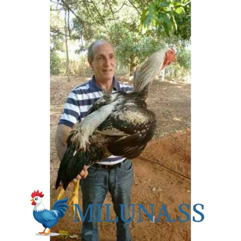 

FERTIL TELUR TETAS AYAM GOWA / GORILA JAWA SUPER UNTUK DI TETASKAN