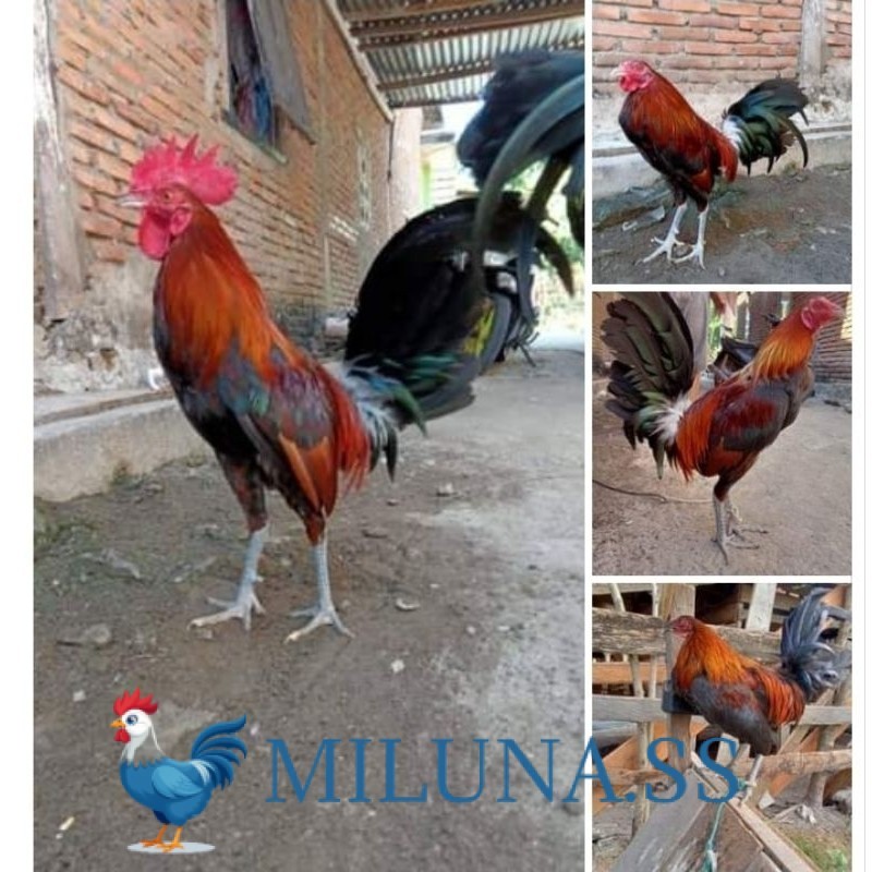 

FERTIL TELUR AYAM Fhilipin Hanya Untuk Ditetaskan