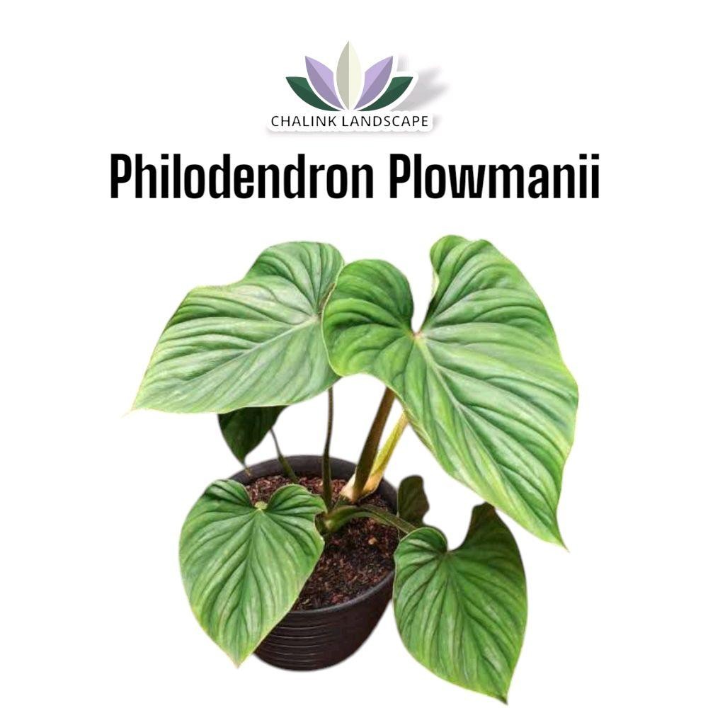 Tanaman Koleksi Philodendron plowmanii - Tanaman Hias Daun - Philodendron Plomani - Philo - Plowmani