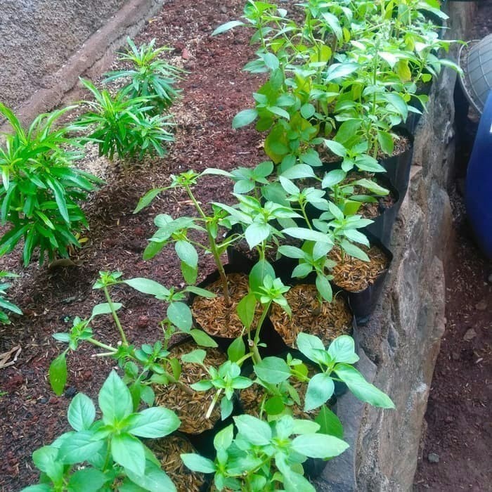 Bibit Tanaman kemangi - bibit daun kemangi