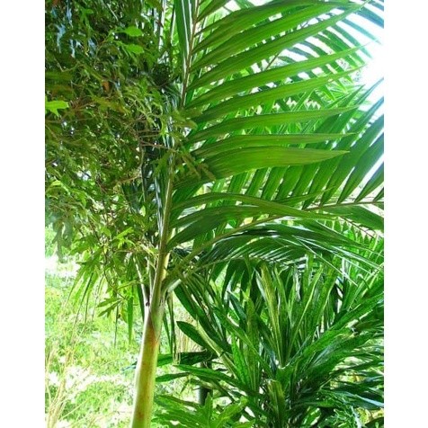 

SAHABATANI Daun Pinang atau daun jambe Segar 500 gr PROMO TERMURAH