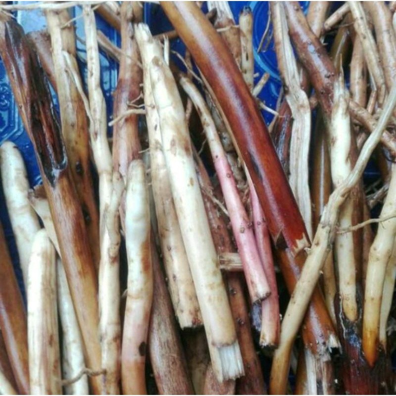 

SAHABATANI Ready 500 Gram Akar Pinang Muda/Akar Jambe Segar Organik