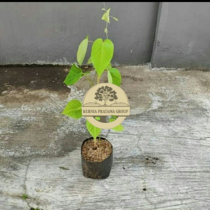 Bibit buah markisa kuning manis