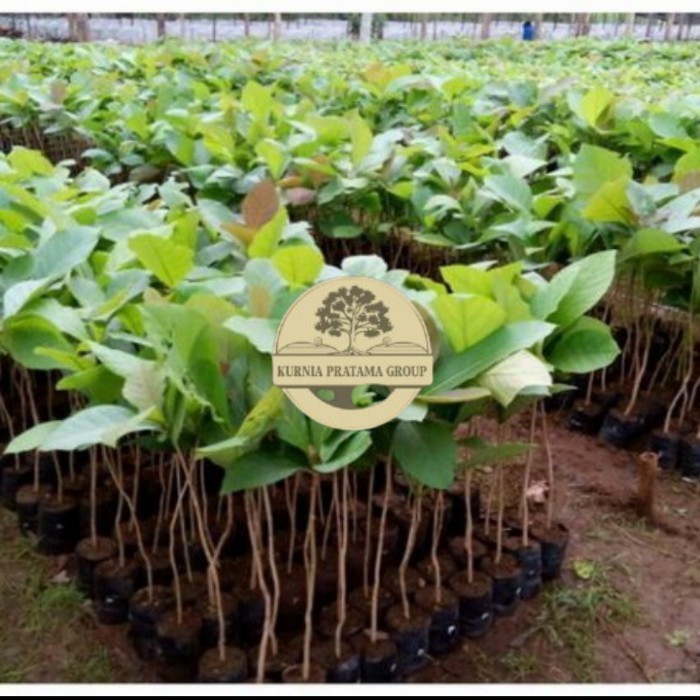 Bibit pohon kayu jati super