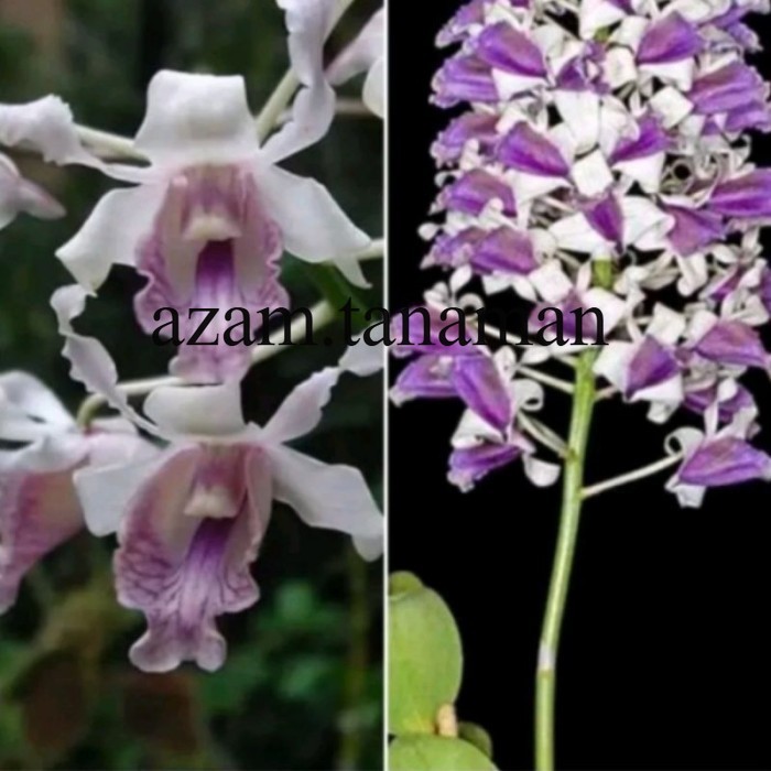 MURAH ANGGREK DENDROBIUM KERITING Knop/Spike-SIAP BERBUNGA