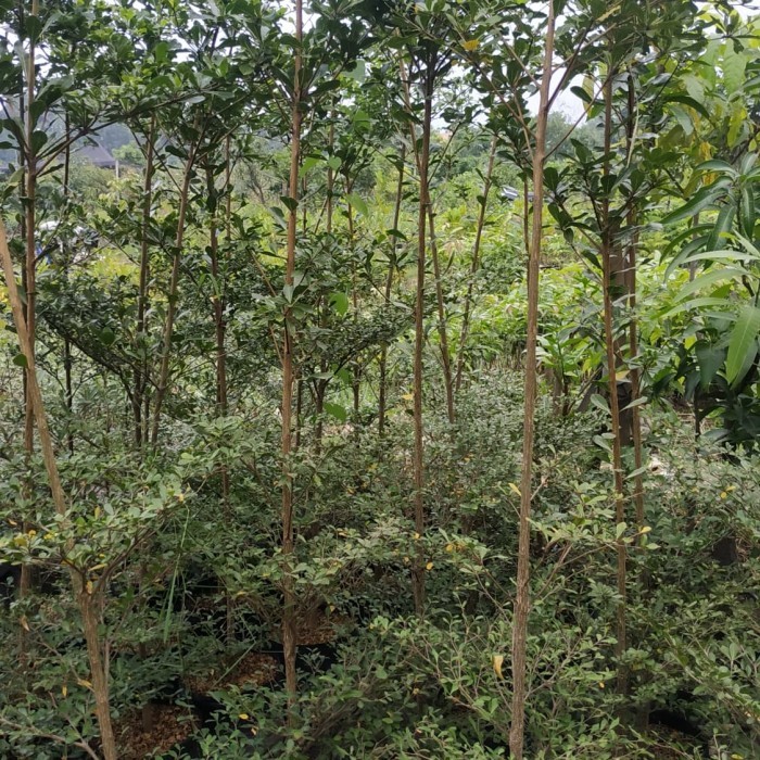 Bibit ketapang kencana 2 meter