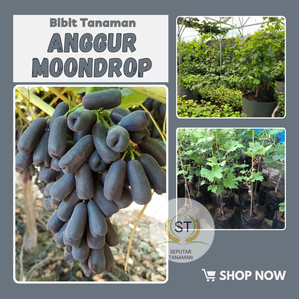

anggur import mondroop