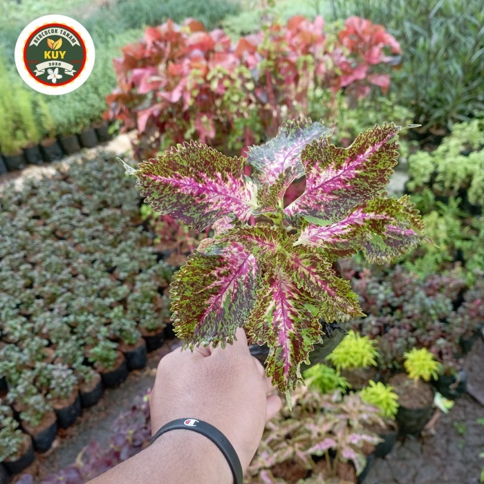 Miana Batik Premium Tanaman Miana Batik Premium