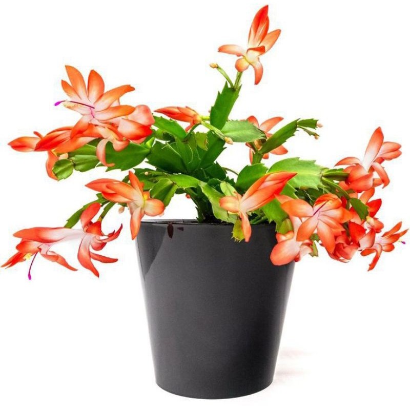 Tanaman hias wijaya kusuma kepiting orange-wijaya kusuma kepiting-kembang-perlengkapan rumah-bunga-w