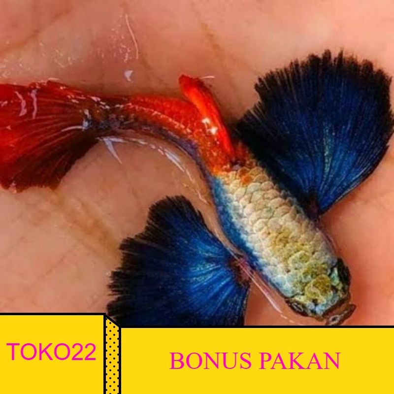 FREEPAKAN hiasan aquarium ikan hias Guppy prtde sepasang