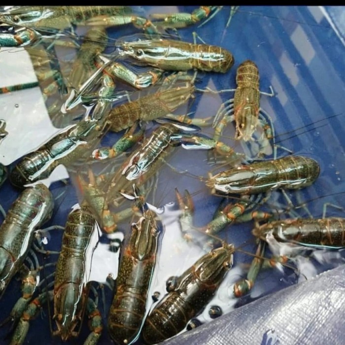 SALE -paket 10 ekor  indukan lobster air tawar