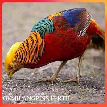 FERTIL telur ayam golden pheasant hias fertil siap ditetaskan - golden pheasant