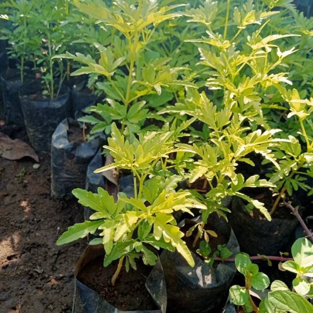 Bibit Kayu Cendana JURAGAN BIBIT