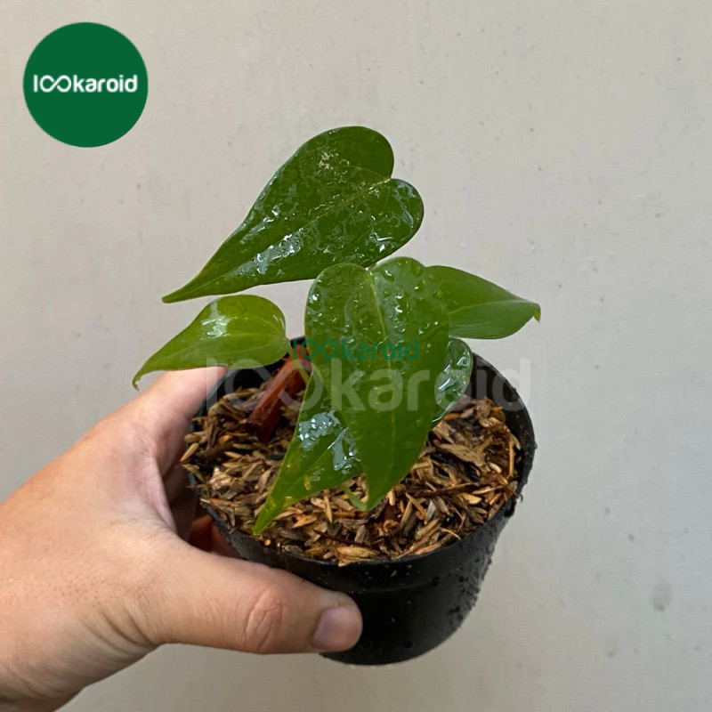 Tanaman Hias Anthurium Pterodactyl Original