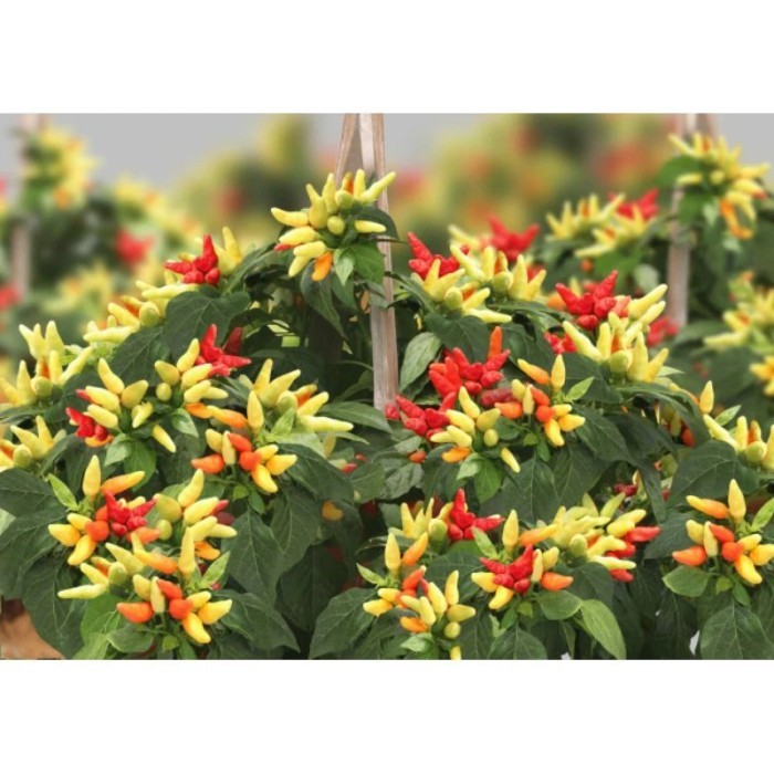 pohon cabe rawit/cabe setan