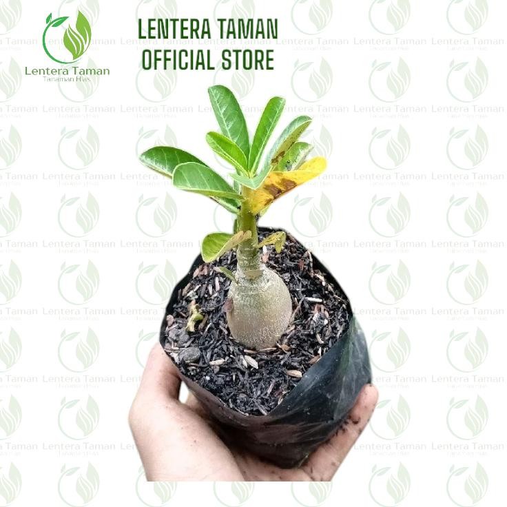 Tanaman Hias Hidup Andenium kamboja Jepang / Andenium / Kamboja Jepang / Bonsai Kamboja Jepang