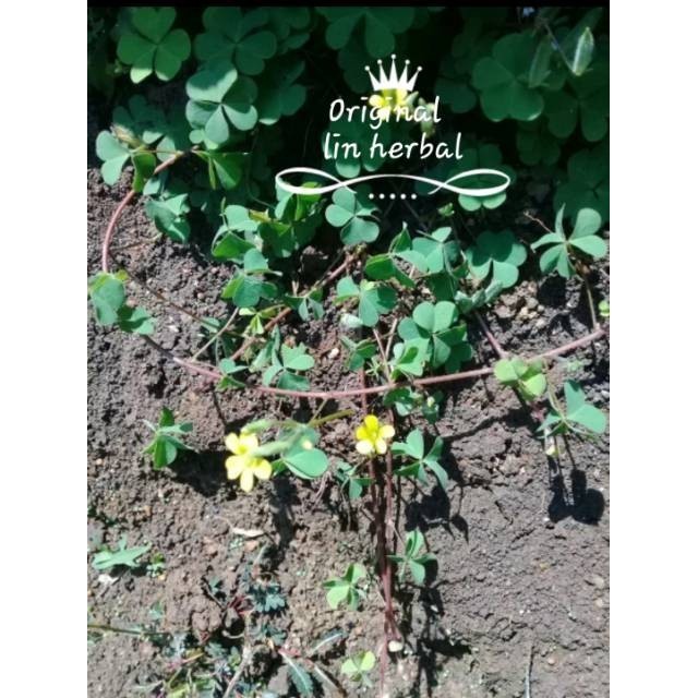 

Daun Semanggi sawah Segar