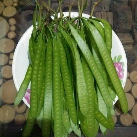 Pete cina muda-Petai cina lamtoro untuk lalap