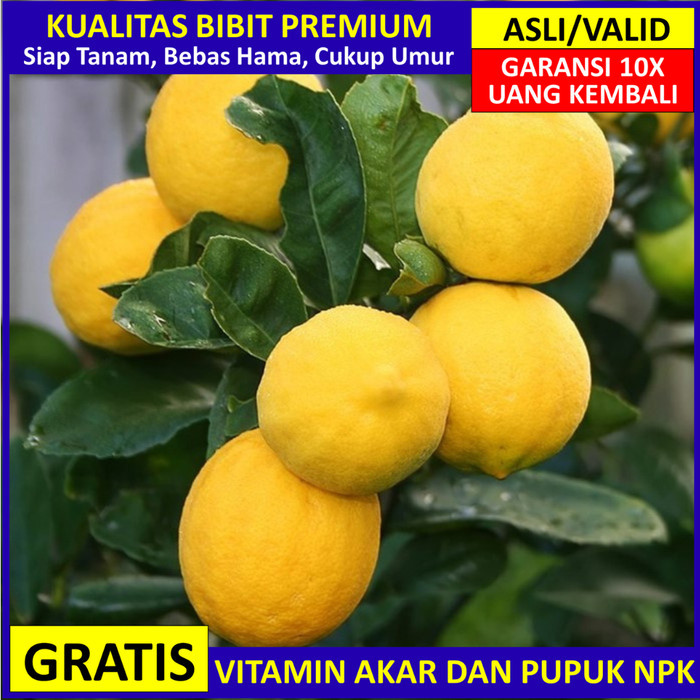 Bibit Jeruk Lemon California Asli Bergaransi, Pohon Jeruk Lemon Valid