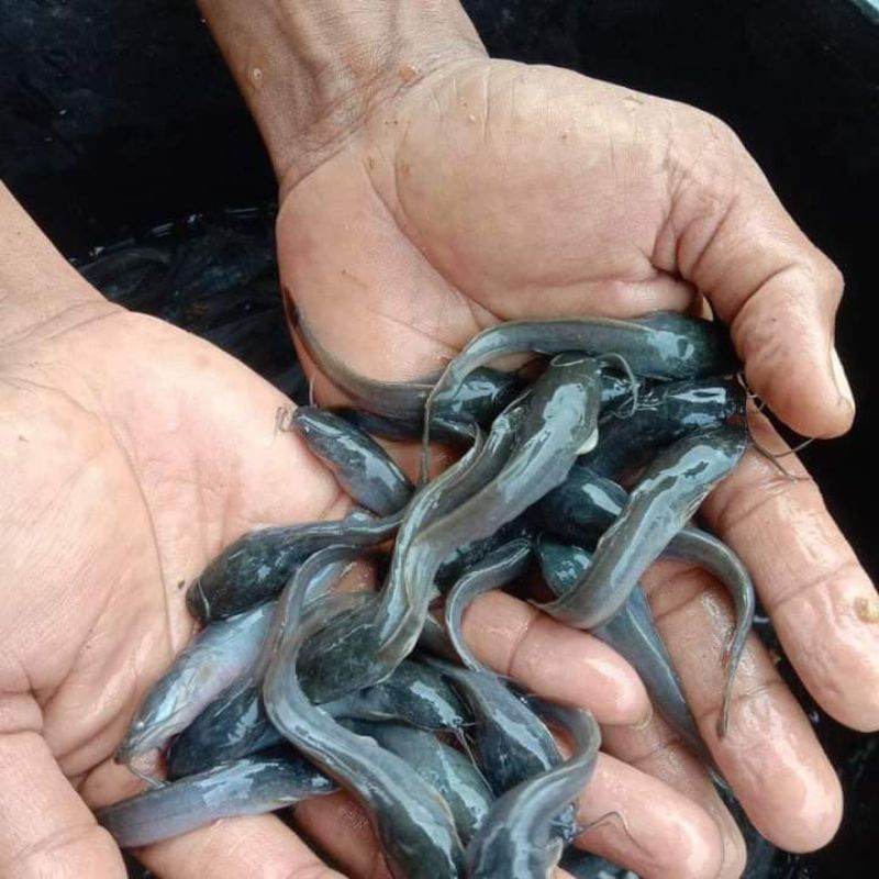 Bibit / benih ikan lele ukuran 7 - 8 cm per 1000 ekor