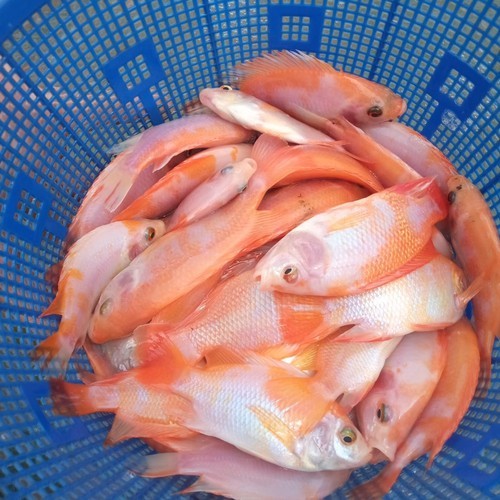 Bibit / benih ikan Nila Merah 2 - 3 jari Per KG