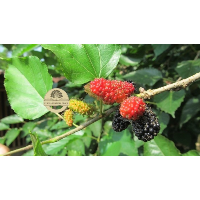 Bibit Tanaman Murbei berbuah/Besaran murbei super