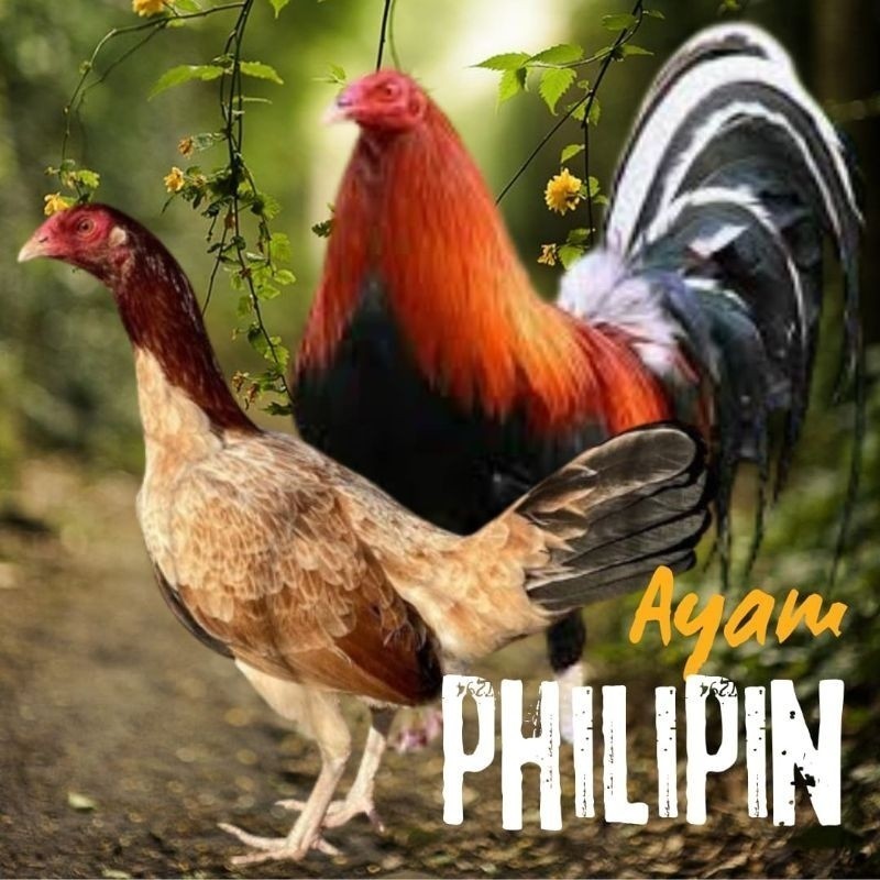 Fertil telur ayam philipin import AK47 bisa untuk di tetaskan
