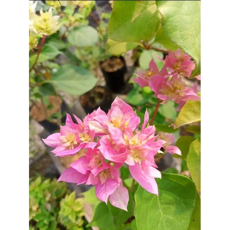 Tanaman Hias Bougenville Hawai Pink / Bougenville Bunga Tumpuk Pink