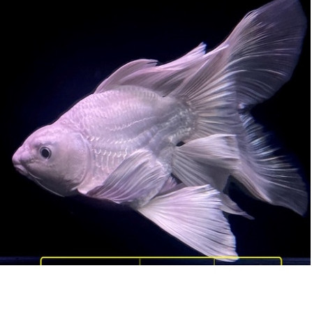 Butterfly Koi SB Platinum Import huidelong 7-9 cm