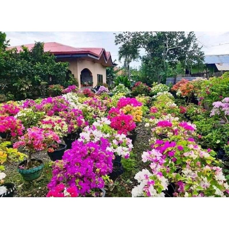Bibit Bougenville 3-5 warna tanaman hias stekan sudah berbunga