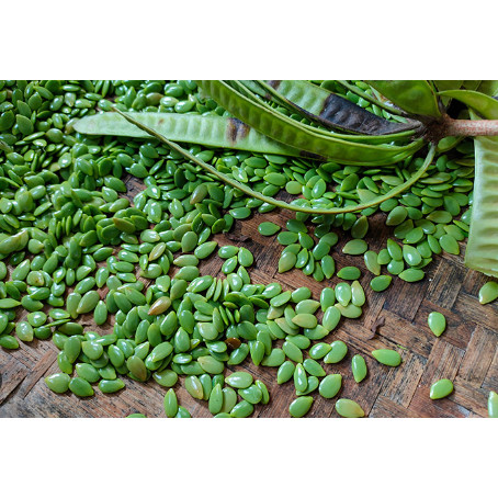 

klandingan/ lamtoro/ petai cina 250 gr
